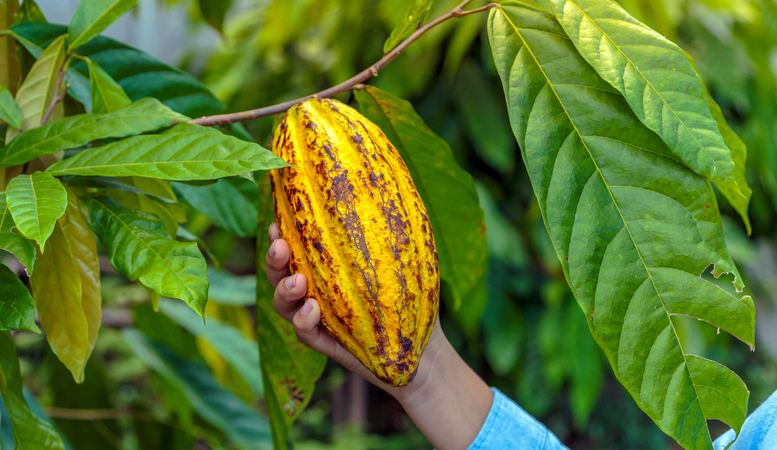Kakao ma moc: Korzyści zdrowotne i sekrety czekoladowego eliksiru.
